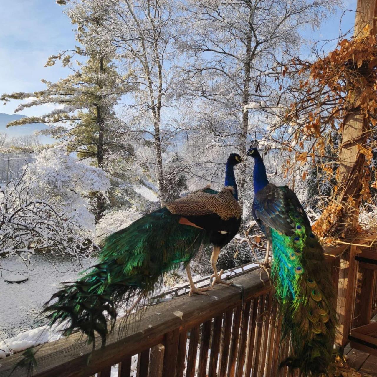 Bioagriturismo Vegan Campo Di Cielo Cesiomaggiore Eksteriør bilde